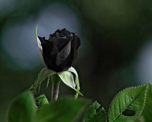 Black Giant Blooming Rose Flower Seeds