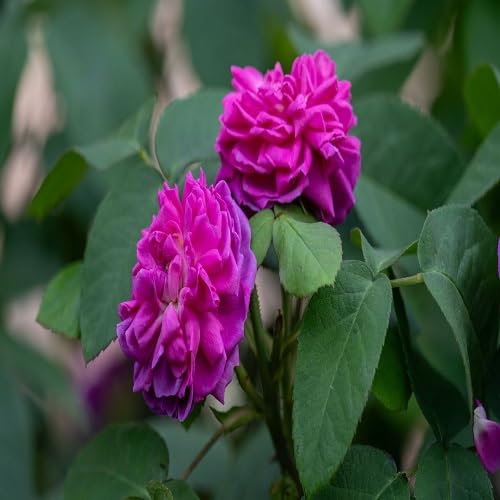 PINK CLIMBING ROSE FLOWER SEEDS