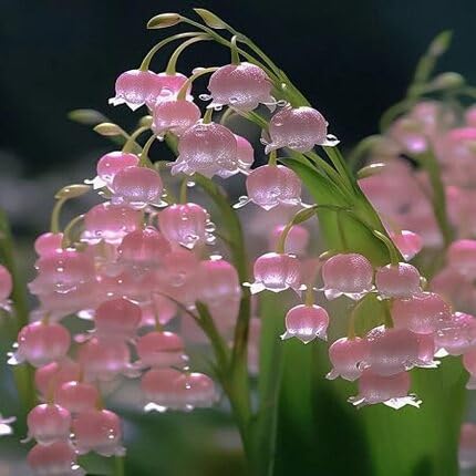 Pink Lily The Valley Flower Seeds