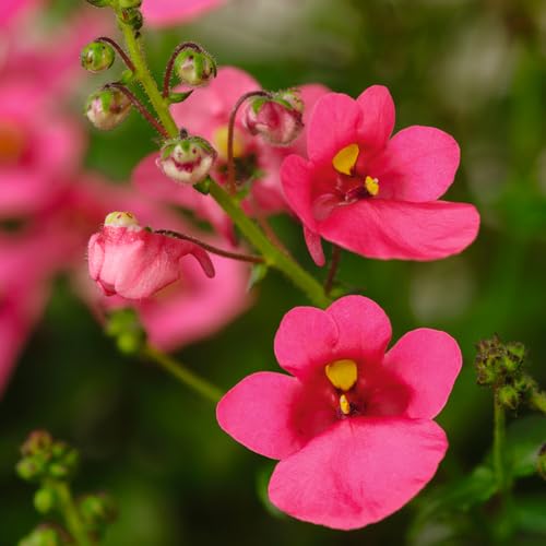 Diascia Rose Flower Seeds