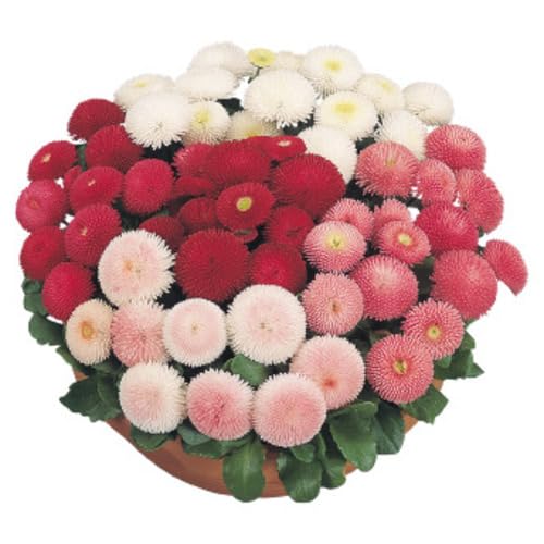 Mixed belamcanda Flower Seeds