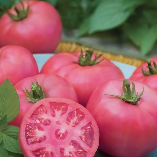 pink tomato vegetable seeds