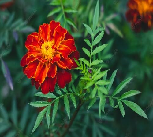 Red Marigold Flower Seeds