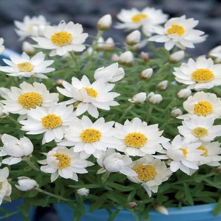 White Rhodanthe Flower Seeds