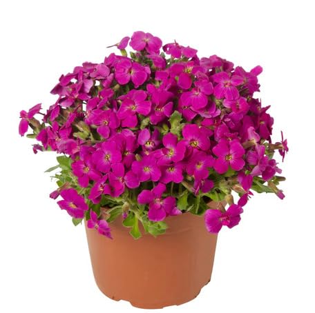 pink aubrieta flower seeds