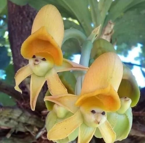 Red Orchid Flower Seeds