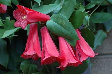 Lapageria Flower Seeds