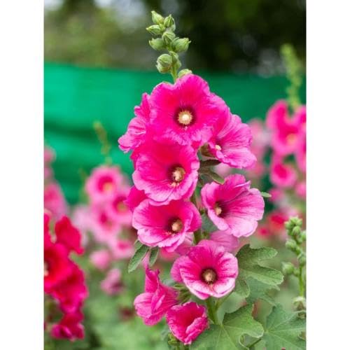 Pink Holyhock Flower Seeds