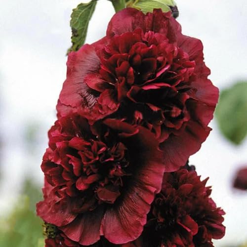 Red Double Petal Hollyhock Flower Seeds