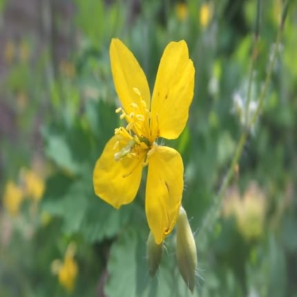 Yellow Celandine Flower Seeds