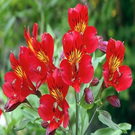 Red Alstroemeria Flower Seeds