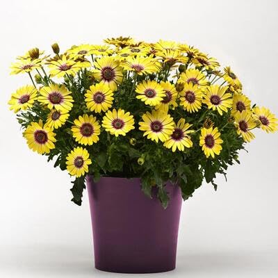 Yellow Osteospermum Flower Seeds
