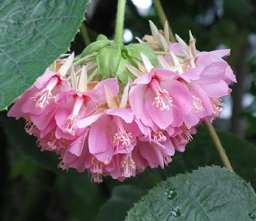Pink Light Delphinium Flower Seeds