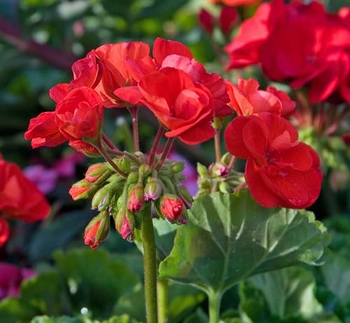 Red Geranium Flower Seeds