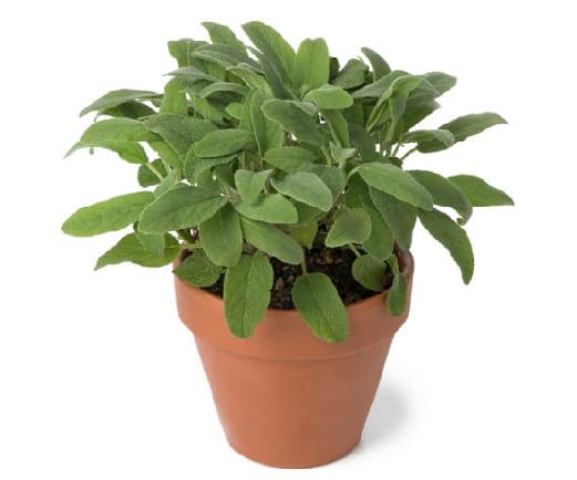 Green sage Plant Seeds herb seeds - kitchen garden, terrace planting garden seeds