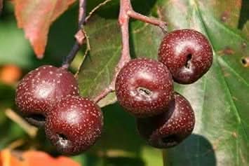 sorbus fruit beautiful tree for edible Fruit Seeds