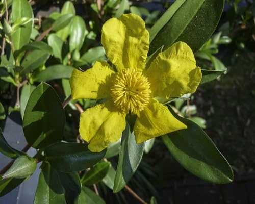 Yellow Guinea Flower Seeds