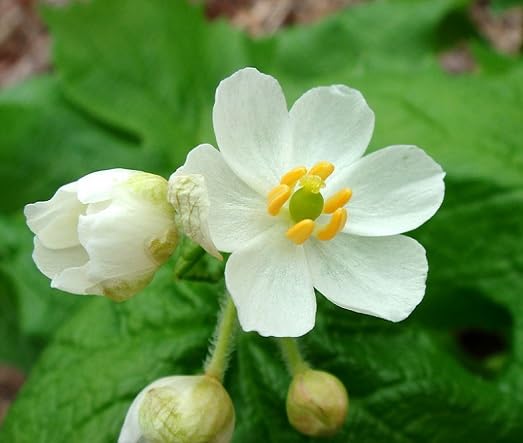 White Diphylleia Flower Seeds