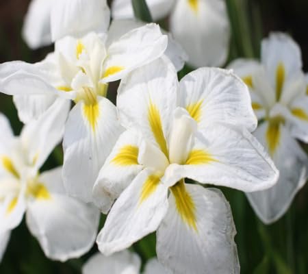 white ensata flower seeds