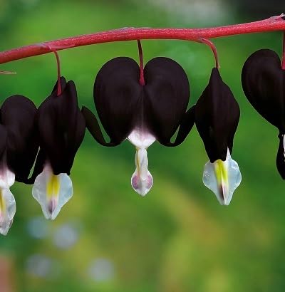 Black Dicentra Flower Seeds