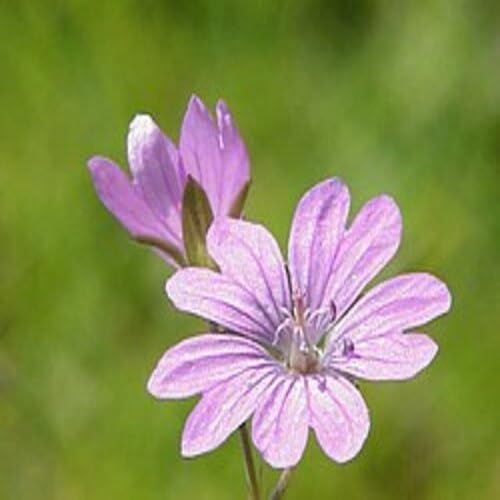 Geranium pyrenaicum Flower Seeds