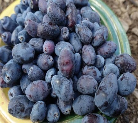 haskap fruit Fruit Seeds organic garden seeds