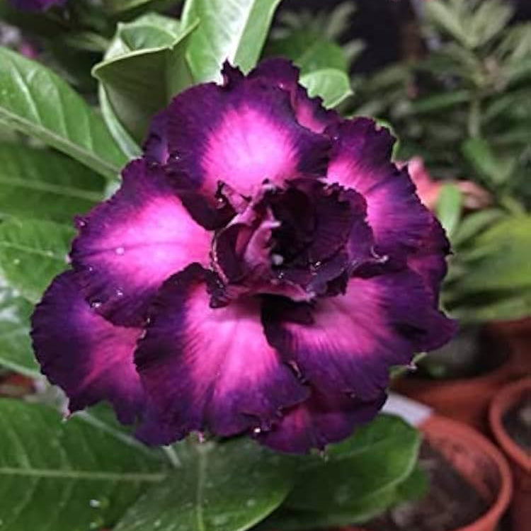 Purple Violet Double Desert Rose