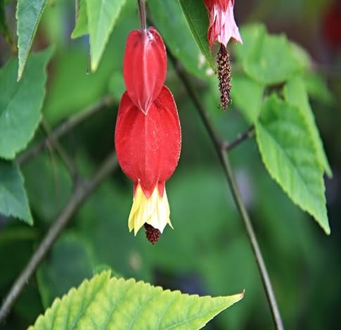 Megapotamicum Flower Seeds