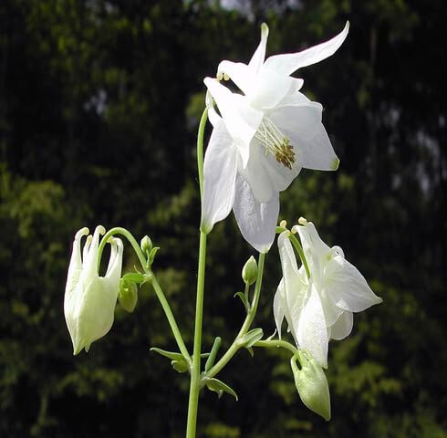 White Aquilegia vulgaris Flower Seeds