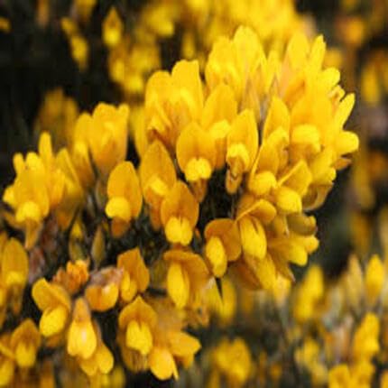 Yellow Gorse Ulex Flower Seeds