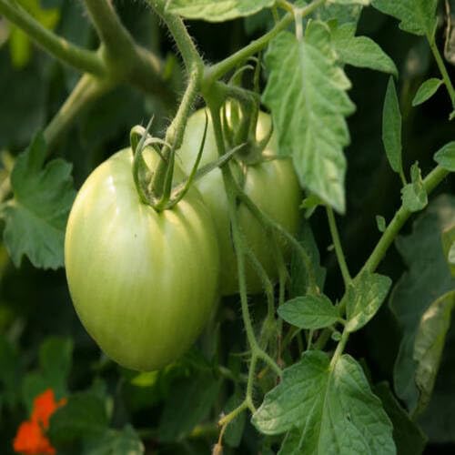 Green Tomato vegetable seeds - Heirloom, Organic, Non Gmo Garden Seeds for kitchen garden planting