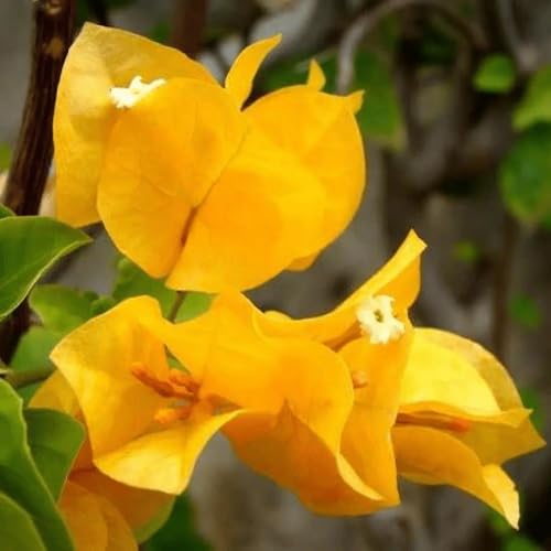 Yellow Bougainvillea Flower Seeds
