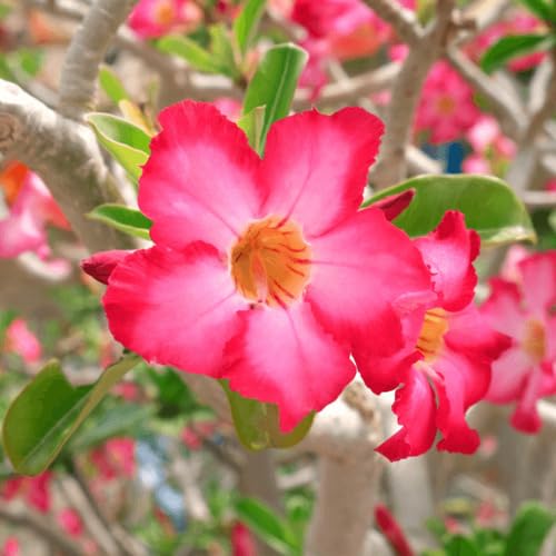 Red Adenium Obesum Flower Seeds
