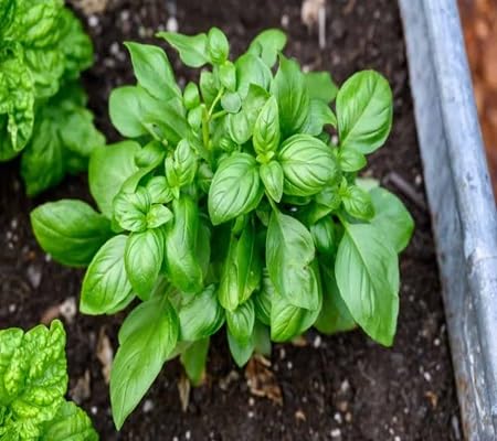Basil Plant Seeds herb seeds - fresh harvest, sustainable gardening garden seeds