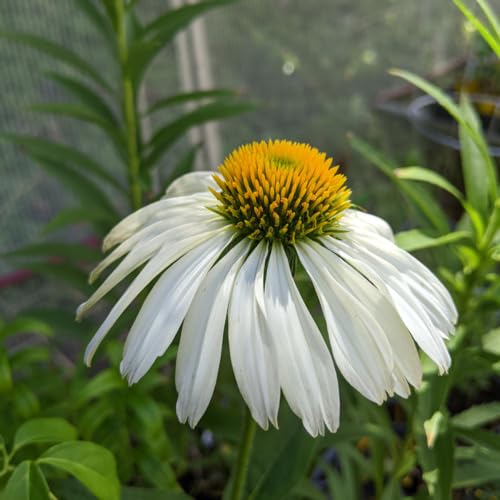 White Coneflower Seeds