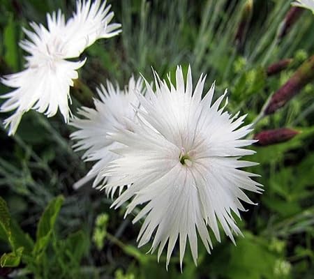 white dianthus flower seeds
