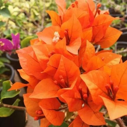 Orange Bougainvillea Flower Seeds