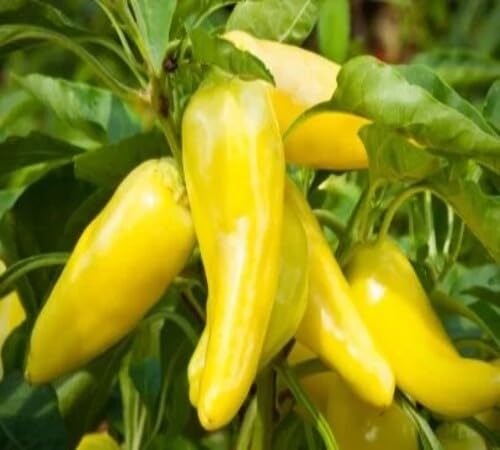 Yellow Pepperoncini vegetable seeds - Heirloom, Organic, Non Gmo Garden Seeds for kitchen garden planting