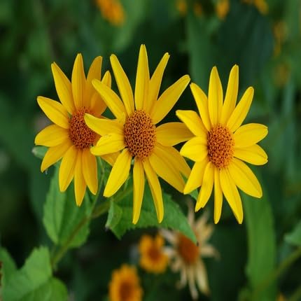 Heliopsis Flower Seeds