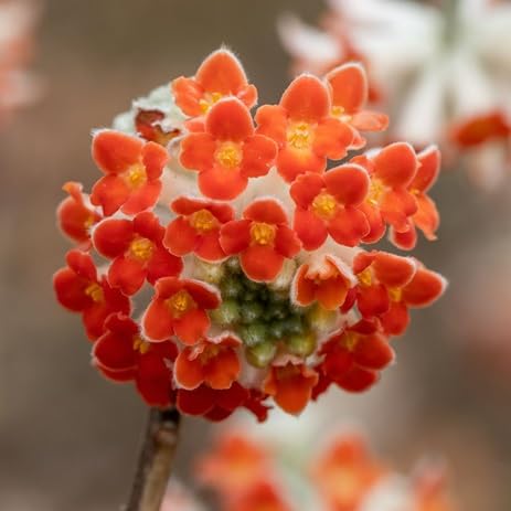 Edgeworthia Flower Seeds