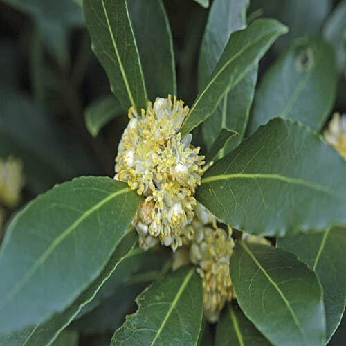 White Laurus Nobilis Flower Seeds