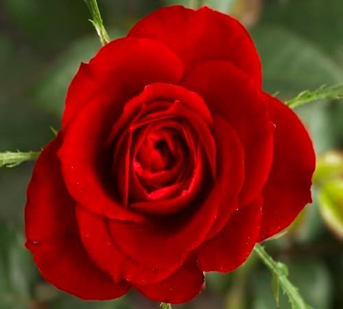 Red Rose Seeds