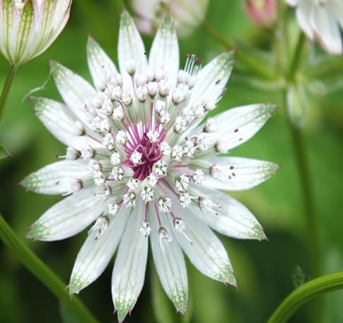 Astrantia Flowers Seeds