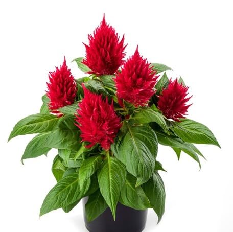 Red Celosia Flower Seeds