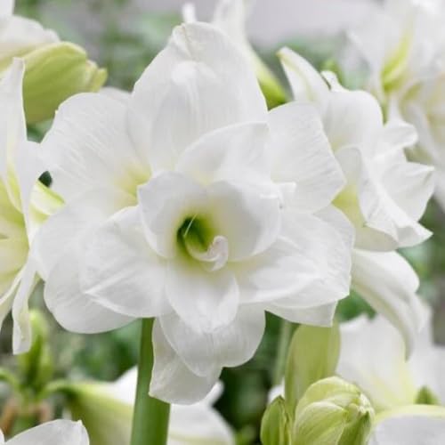 Perennial Amaryllis Flower Seeds