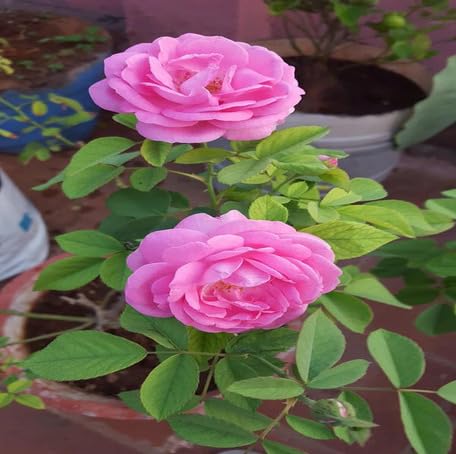 pink rose flower seeds