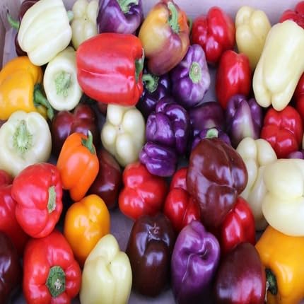 Mixed Pepper Vegetable Seeds Heirloom, Non-GMO for Home Garden Planting