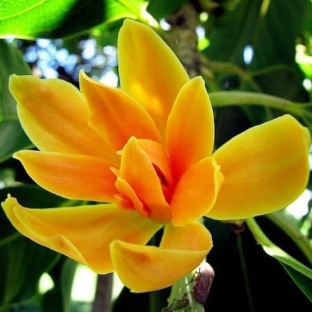 Michelia Alba Flower Seeds