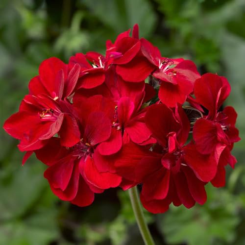 Red Pelargonium Peltatum Flower Seeds