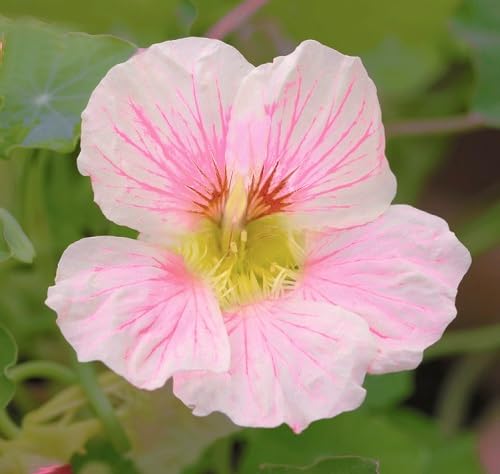 palepink nasturtium flower seeds